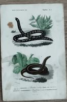 Gravure ancienne reptiles serpents, planche 8