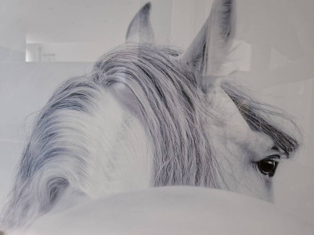 Foto & Immagini: Grosses Acryl- Glasbild "weisses Pferd" – Usato da Felben-Wellhausen venduto da calalu