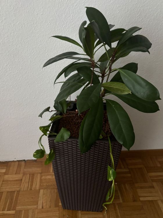 Fikus/Hydrokultur 2stk in Grosse Topf Hmit Pflanzen ca100cm Kaufen