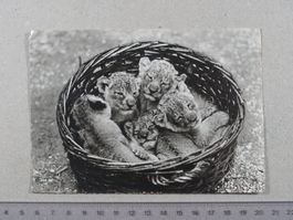 Zürich, Zoo, 1932, junge Löwen, mit Luftpost nach Stein AR