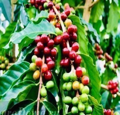 Piante & sementi: 5 SAMEN GRAINES SEMI Kaffee Pflanze – Nuovo e nell'imballaggio originale da Rovio venduto da POSITIFFARTandPLANTS 3