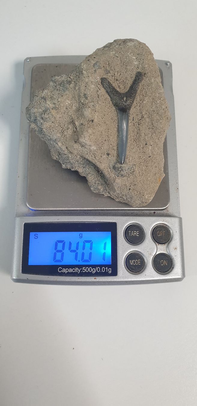 Fossili: Fossile dent de requin? – Usato da St-Sulpice VD venduto da Miwix 3
