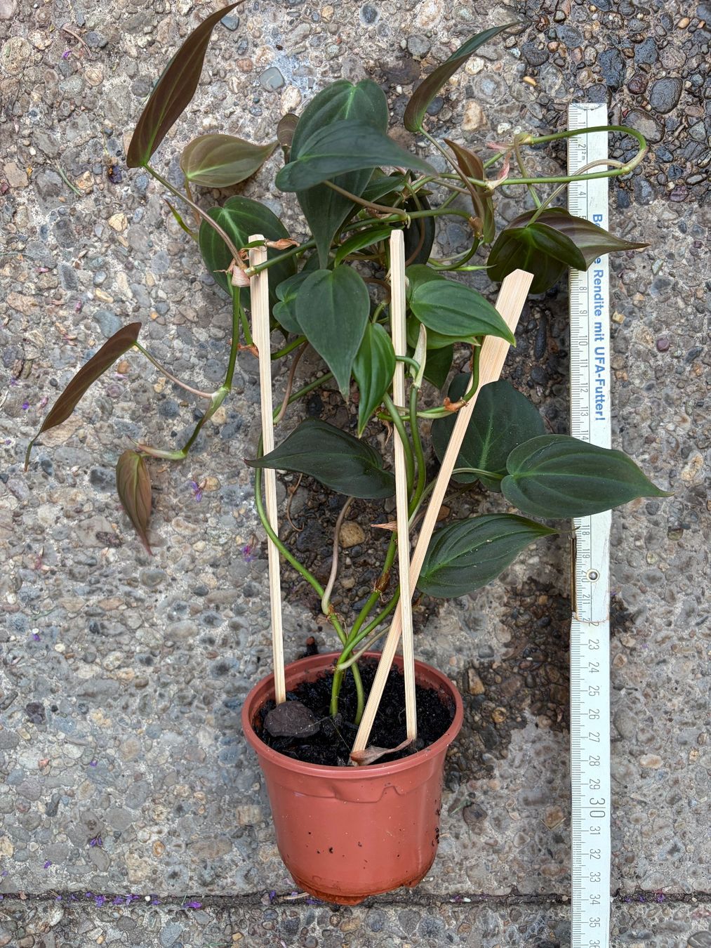 Piante & sementi: Philodendron scandens micans, getopfte Pflanze – Nuovo (secondo la descrizione) da Winterthur venduto da Aniger 3
