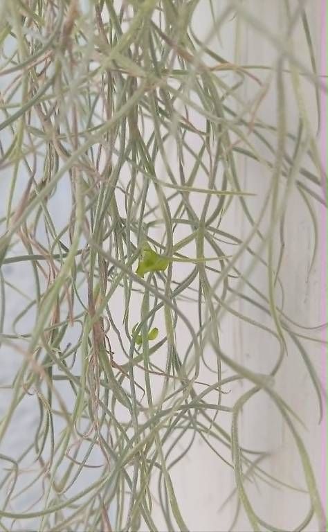 Piante & sementi: Luftpflanze Tillandsia usneoides mit Seeigel. 1 – Nuovo e nell'imballaggio originale da Ebnat-Kappel venduto da Zearara 4