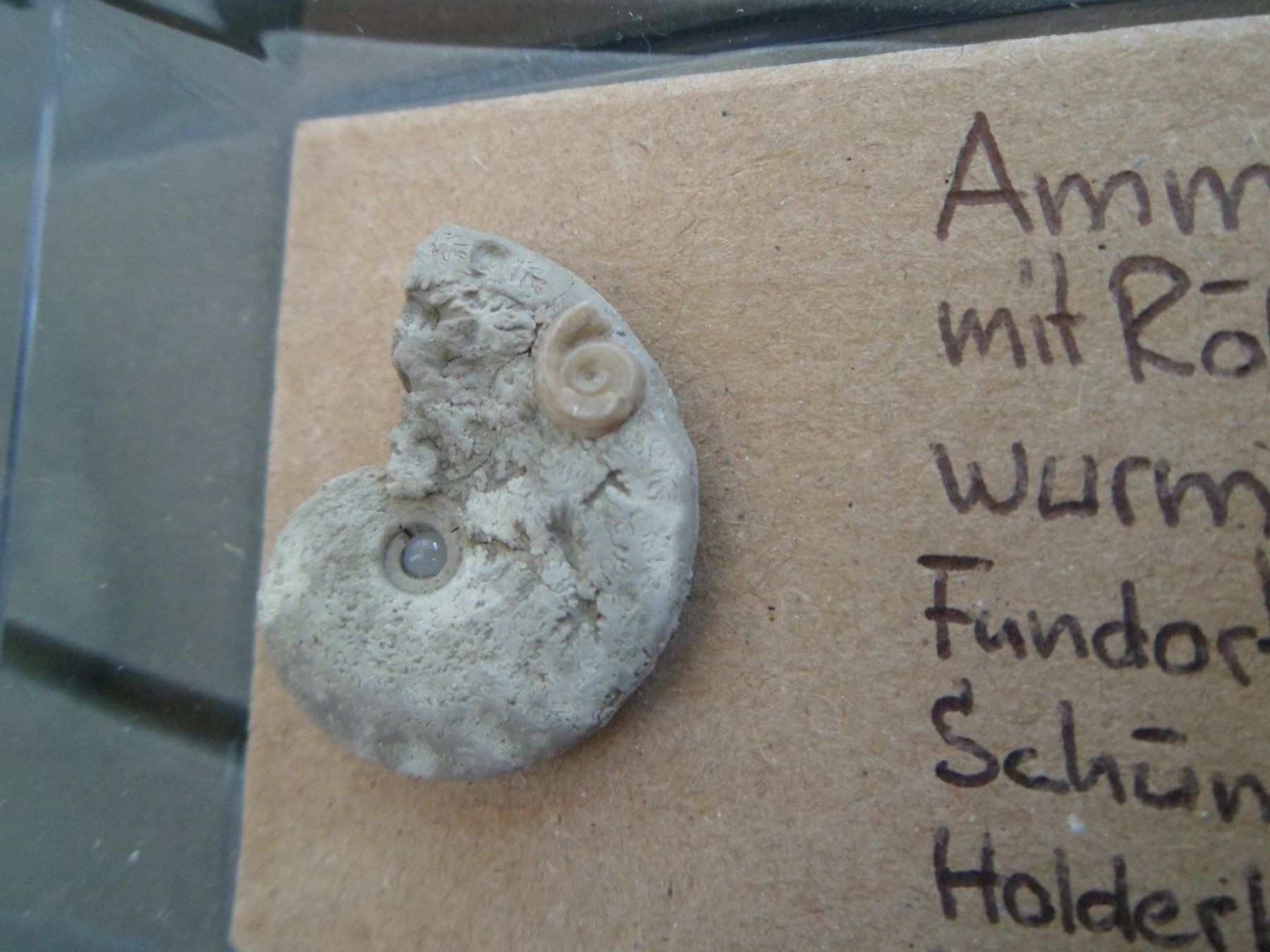 Fossilien: Fossil Schweiz – Gebraucht aus Affoltern am Albis von Fossil60 3