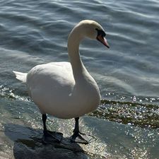 Profile image of OttyM