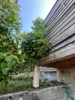 Glycinie Wisteria im guten Zustand