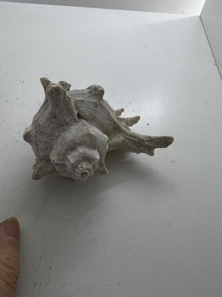 Fossilien: 2 grosse Meeresschnecken Häuser – Gebraucht aus Wettingen von NickInc 8