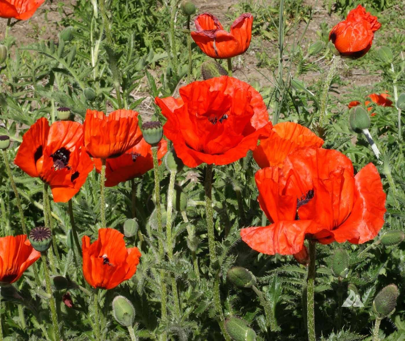 Piante & sementi: 300 Samen Staudenmohn SCARLET – Nuovo (secondo la descrizione) da Ehrendingen venduto da VerveinaSamen 4