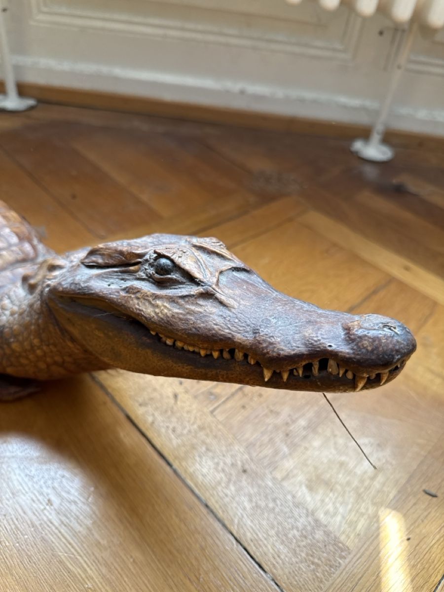 Monde des animaux: Krokodil ausgestopft – D'occasion à Basel par Ramses1179 1