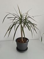 Pflegeleichter kleiner Drachenbaum Zimmerpflanze
