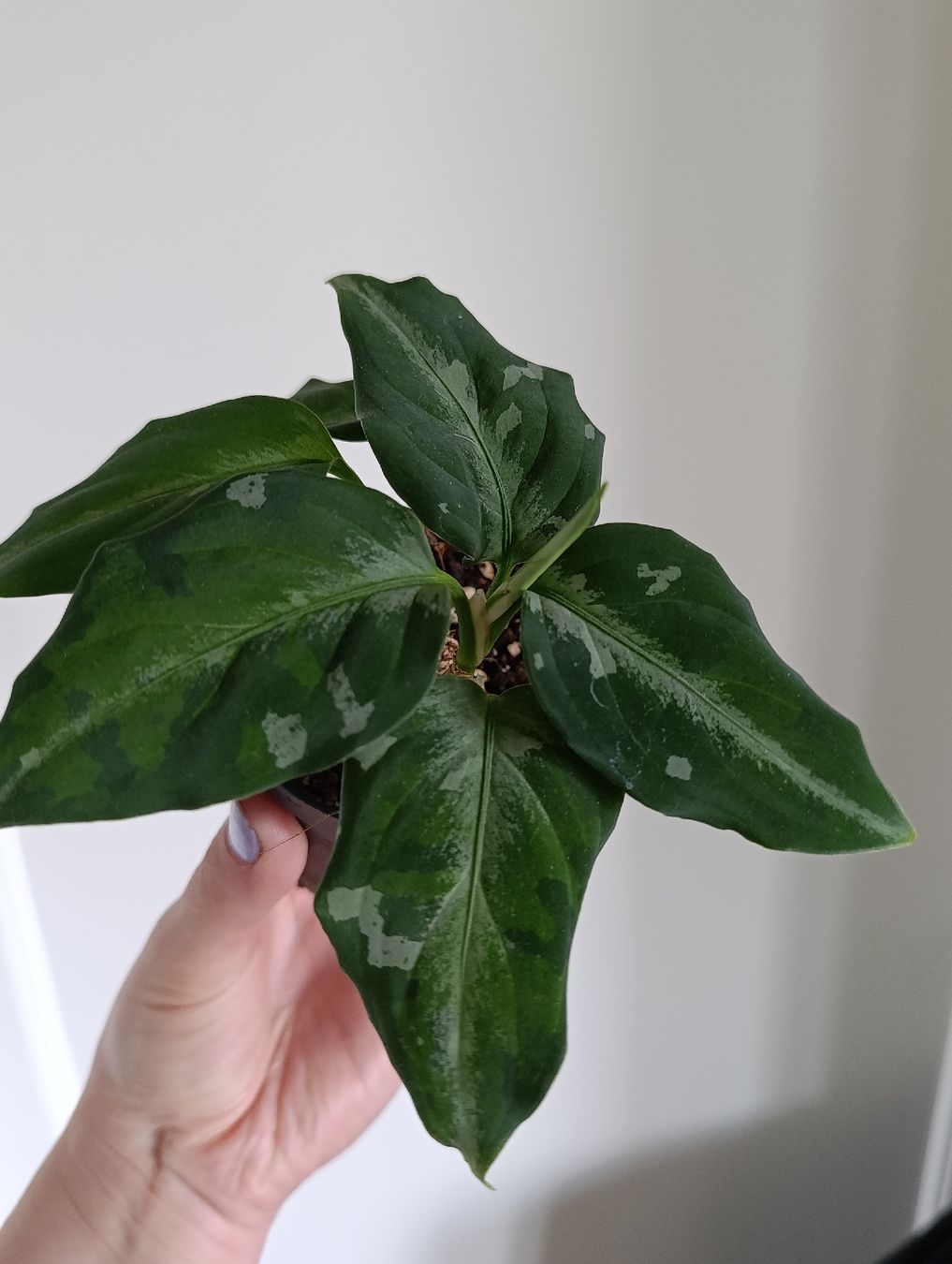 Piante & sementi: Aglaonema pictum tricolor – Usato da Baar venduto da L.isa28 1