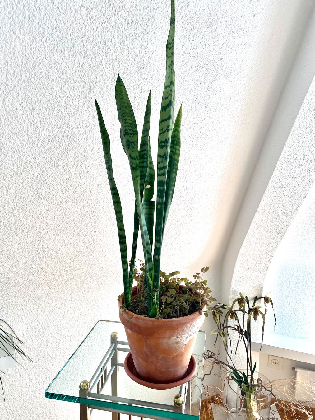 sansevieria silver princess Sansevieria Silver Princess | Snake Plant | Care Guide and Pro Tips