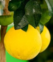 Ab 5.- fr 5 Samen Gelbe Grapefruit"Citrus Paradisi Macfad"‪‪