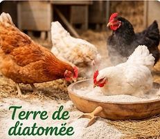 Contre les poux rouges 5 kg terre de diatomée alimentaire.
