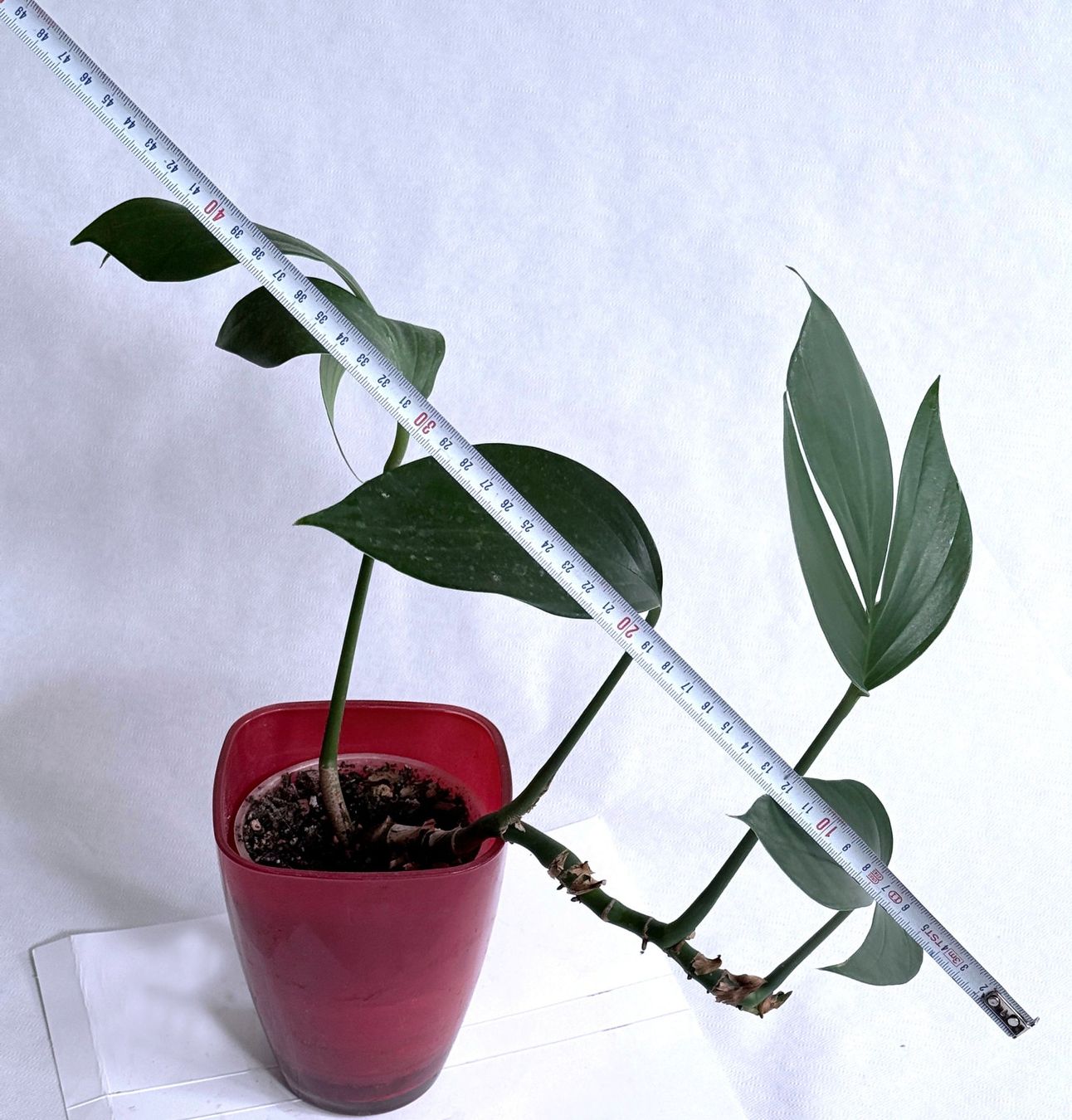 Piante & sementi: PHILODENDRON*Kylin Tail***** – Nuovo (secondo la descrizione) da Dübendorf venduto da Orchid18 2
