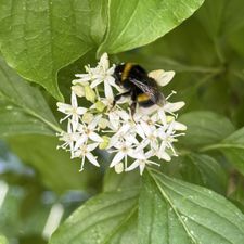 Profile image of 8umbl_bee