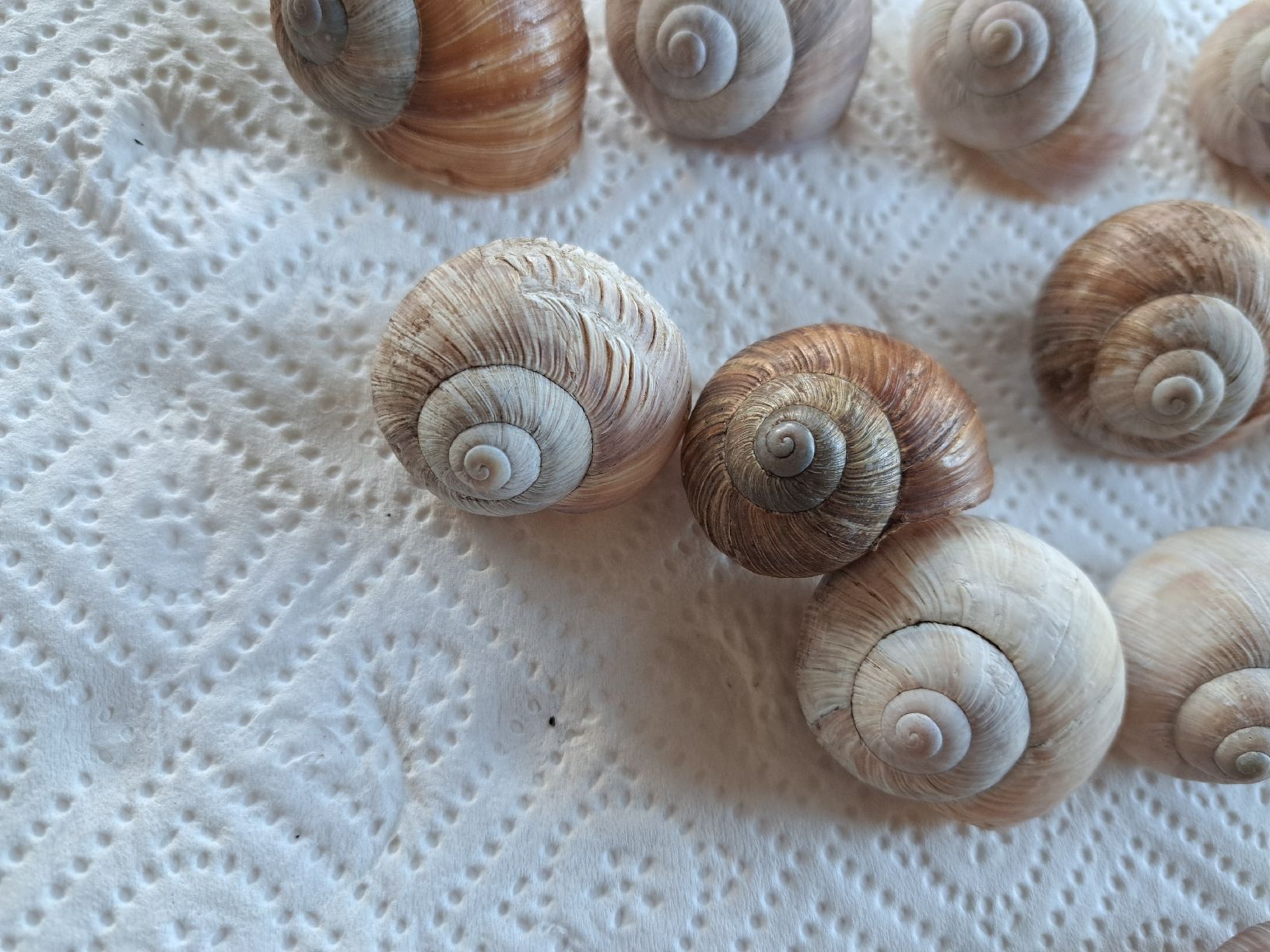 Alle Dekorationen: 50 echte Weinbergschneckenhäuser – Neu (gemäss Beschreibung) aus Ebnat-Kappel von Zurk 5