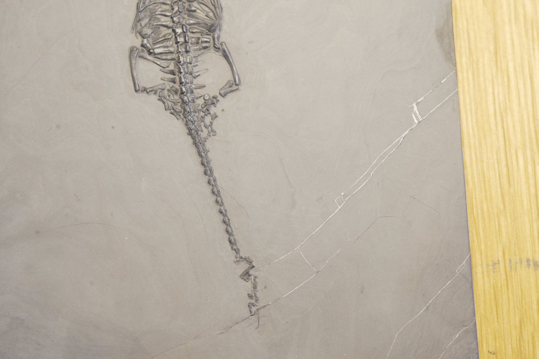 Fossili: Top Keichousaurus Hui – Usato da schüpfen venduto da rica122 4
