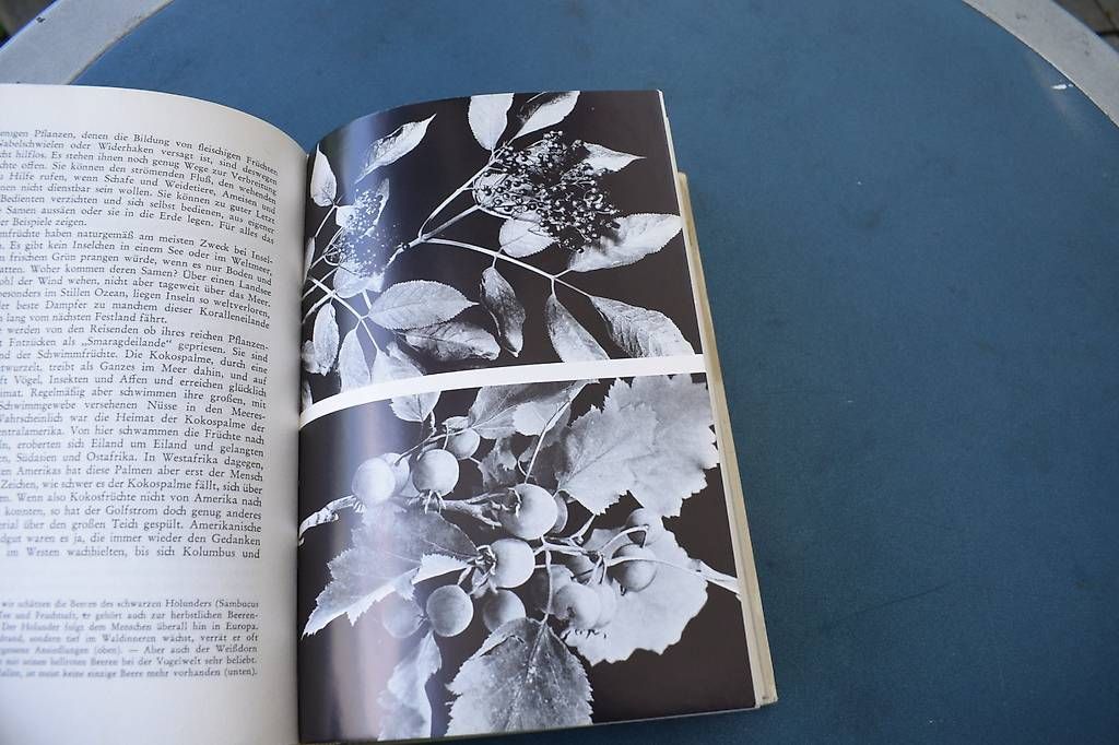 Libri: Die Welt der Planzen – Usato da Brügg BE venduto da Aristotolius 3