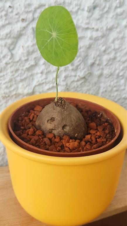 Pflanzen & Samen: Caudex Pflanze // Stephania erecta – Neu und originalverpackt aus Ebnat-Kappel von Zearara 3