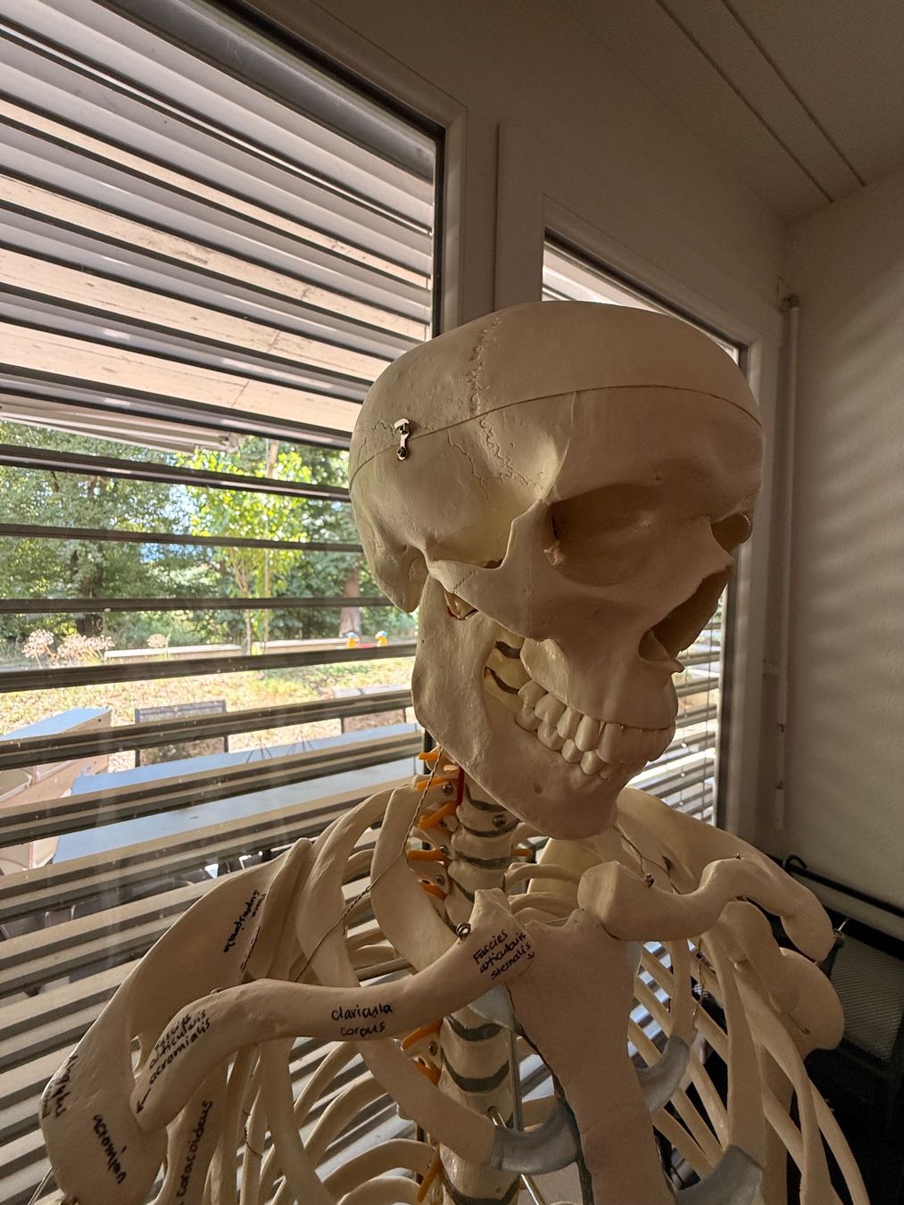 Figurines: Anatomie Skelett - Lebensgross – D'occasion à Anglikon par _stxphxnixbxll 4