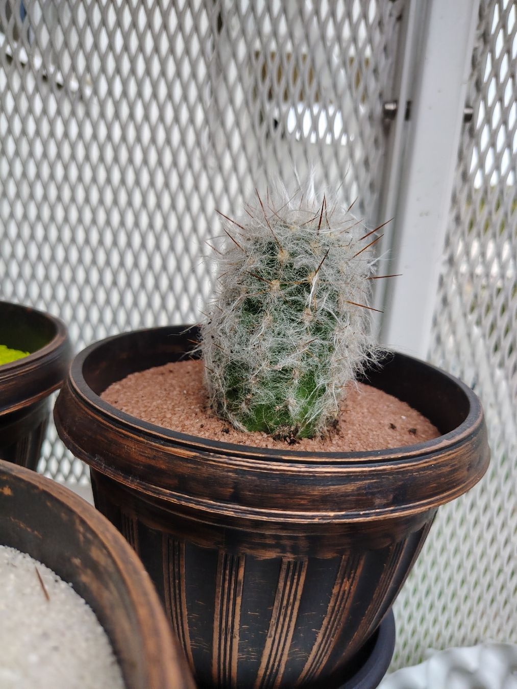 Pflanzen & Samen: cactus différents  – Neu (gemäss Beschreibung) aus Carouge GE von bbi_nkd9 6