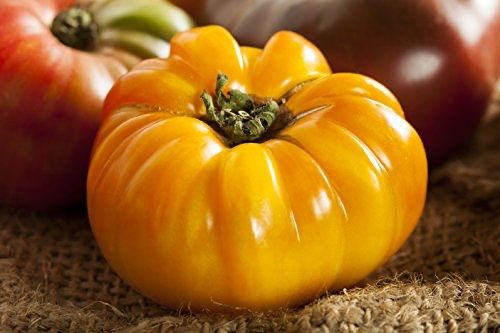 Piante & sementi: 20 Samen BRANDYWINE YELLOW Tomate – Nuovo (secondo la descrizione) da Ehrendingen venduto da VerveinaSamen 1