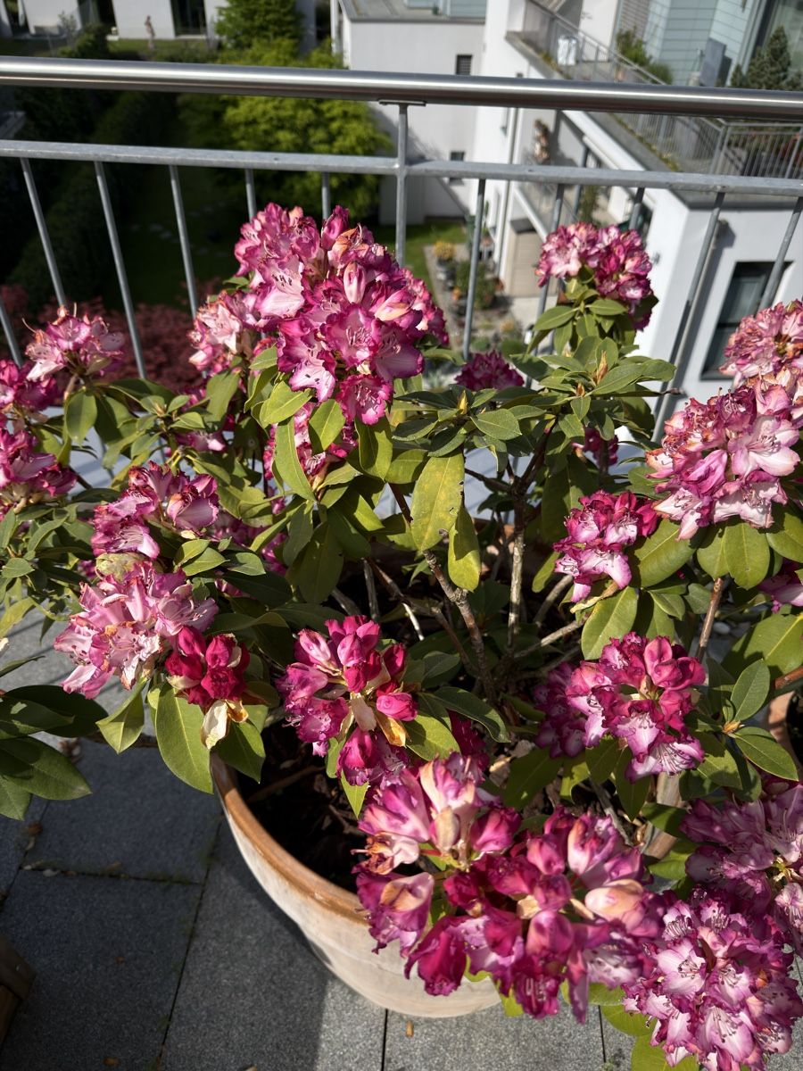 Pflanzen & Samen: Rhododendron Pflanze mit Topf – Gebraucht aus Richterswil von ski_7ffp 2