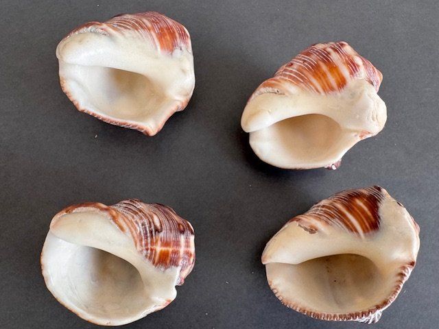 Fossilien: 4 GROSSE MUSCHELN – Gebraucht aus Honau von sainj 1