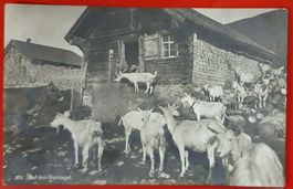 Auf dem Alpsiegel 1912, belebt - mit Bahnpoststempel Roggwil
