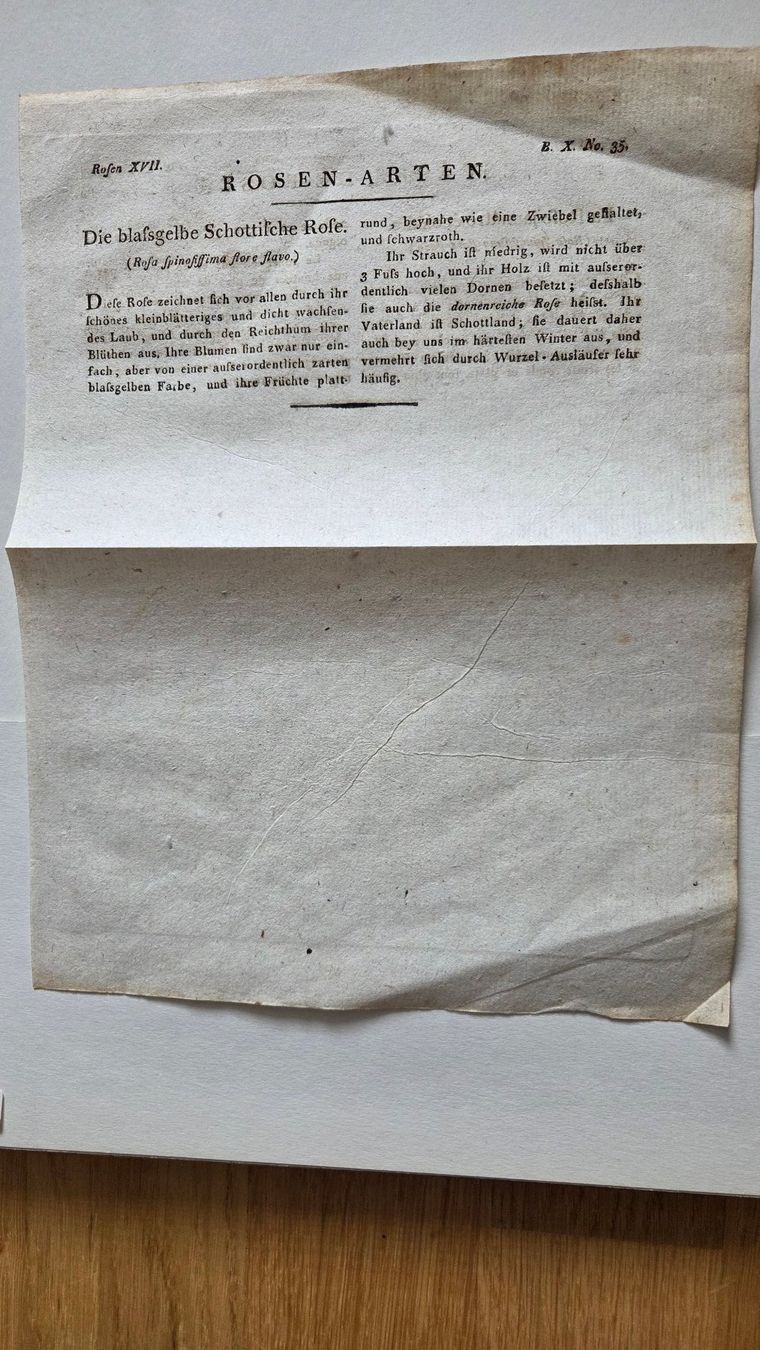 Stiche: Kupferstich Rose um 1800 – Gebraucht aus Muri b. Bern von Nydegg3 4