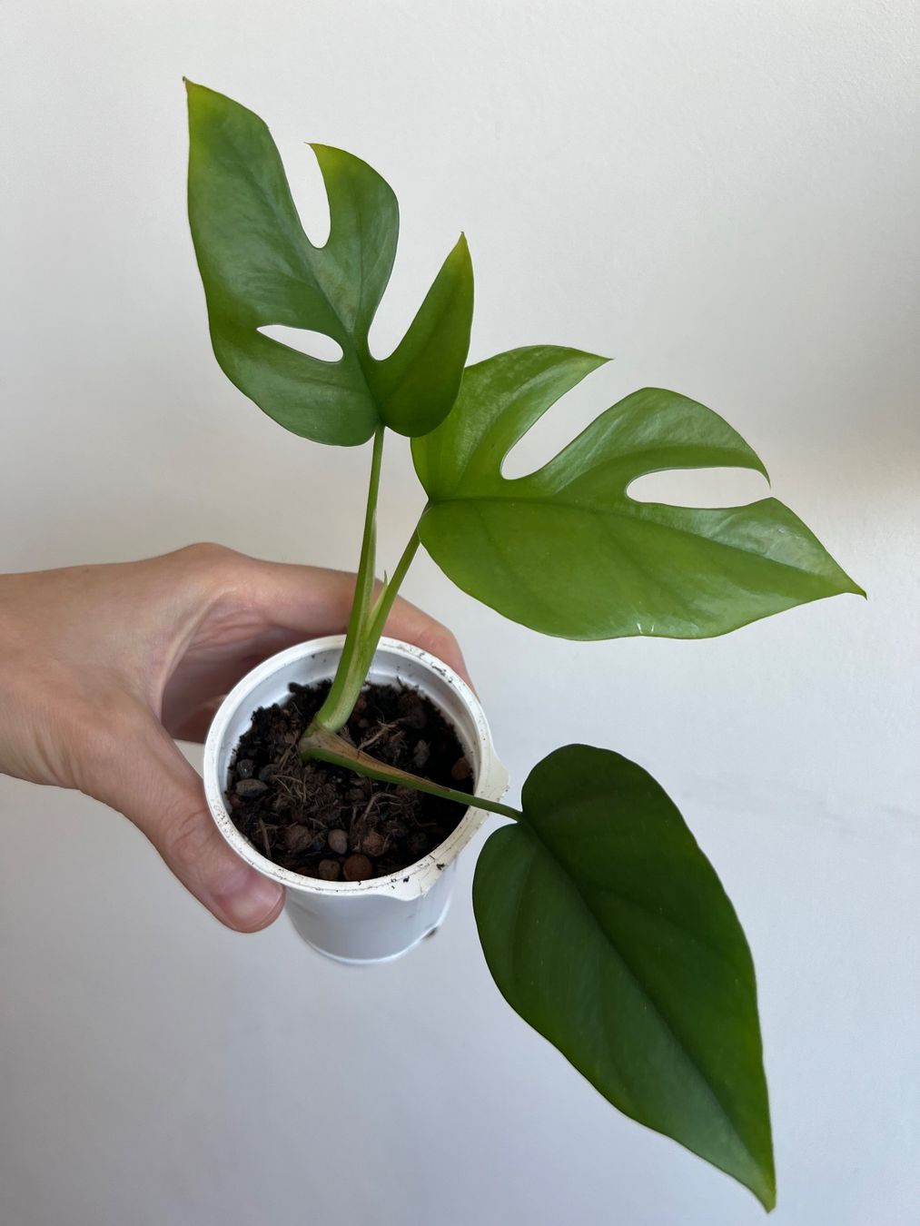 Piante & sementi: Monstera minima💚 – Usato da Glattpark(Opfikon) venduto da ste_n99y 4