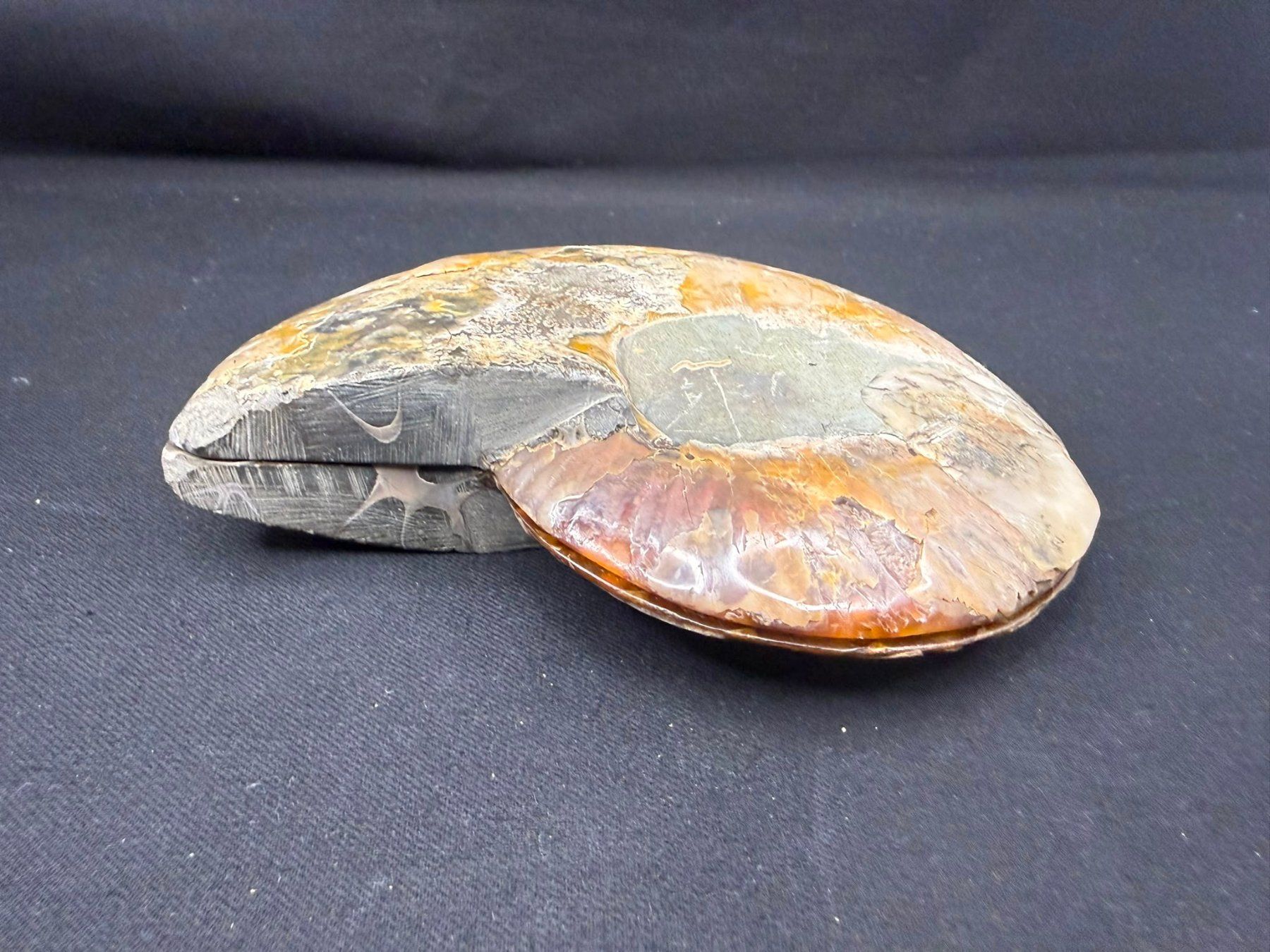 Fossili: Ammoniten-Paar – Usato da Schinznach Bad venduto da Demerald 6