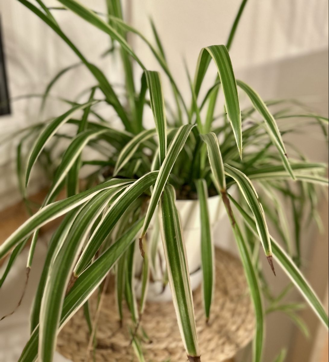 Plantes & graines: Grünlilie – D'occasion à Bern par ACR12 3