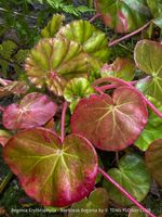 Begonia Erythrophylla - Beefsteak Begonia