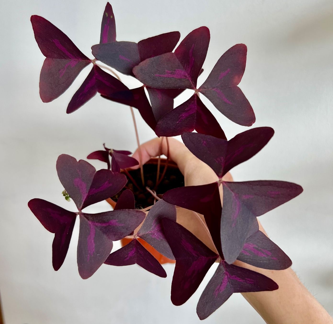 Piante & sementi: Oxalis Triangularis, Roter Glücksklee – Usato da Glattpark(Opfikon) venduto da ste_n99y 1