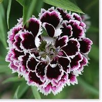 OEILLET DE CHINE HEDDEWIGII  20g