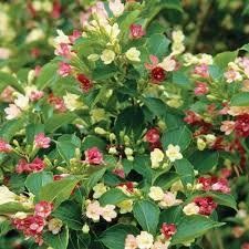 Piante & sementi: Weigelia bicolore blanc rose 15-20cm – Nuovo (secondo la descrizione) da Bremblens venduto da FIBONACCI369