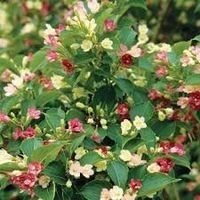 Weigelia bicolore blanc rose 15-20cm