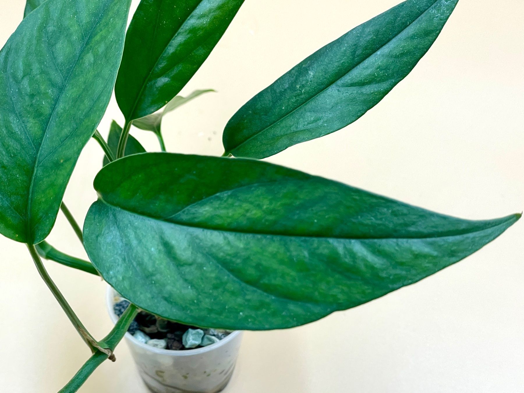 Piante & sementi: Epipremnum 'Cebu Blue' – Nuovo (secondo la descrizione) da Zürich venduto da Leafscape 1