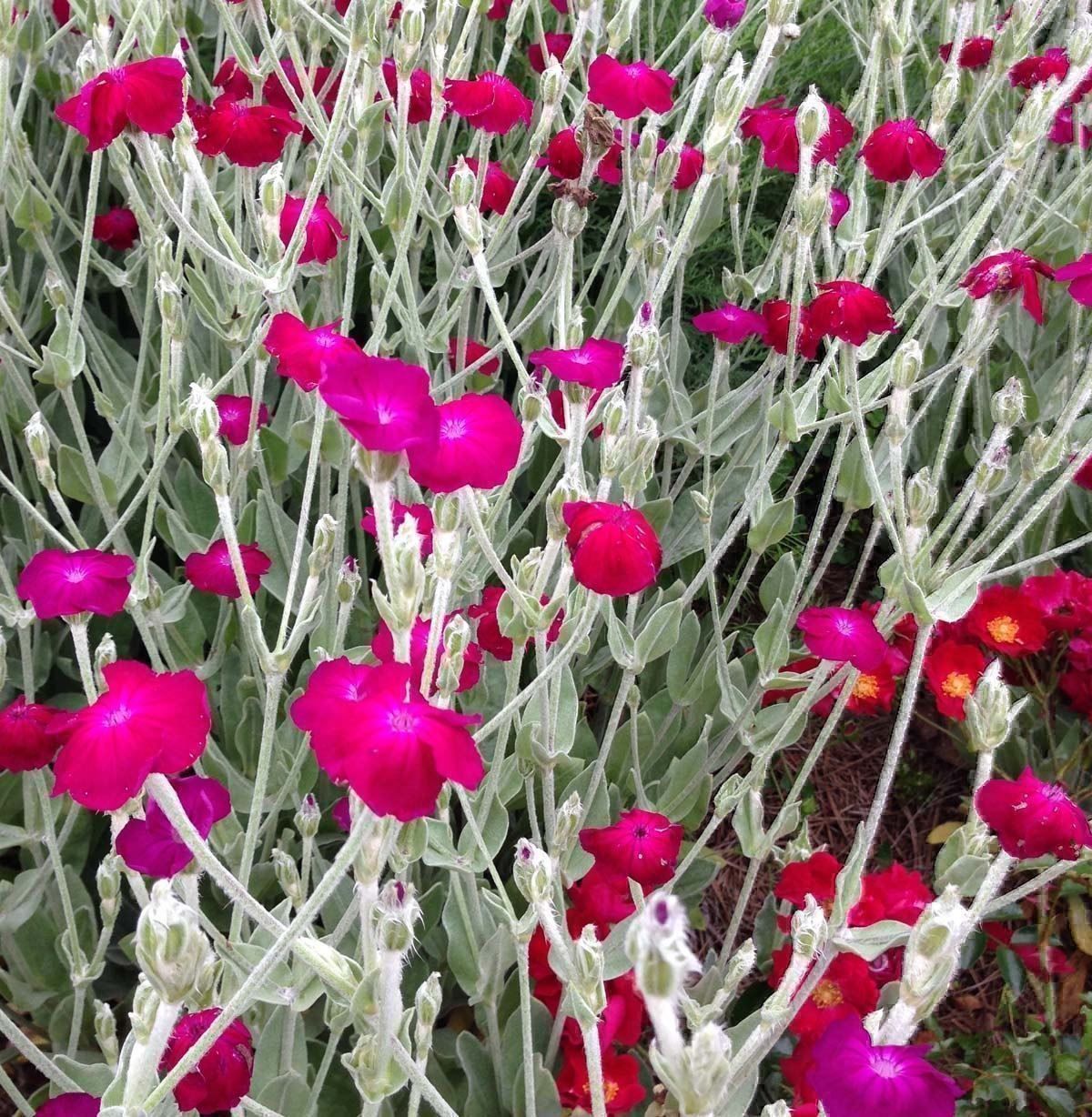 Piante & sementi: 500 Samen Lychnis Coronaria Vexiernelke – Nuovo (secondo la descrizione) da Ehrendingen venduto da VerveinaSamen 3