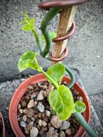 Ceropegia haygarthii, boutures enracinées!