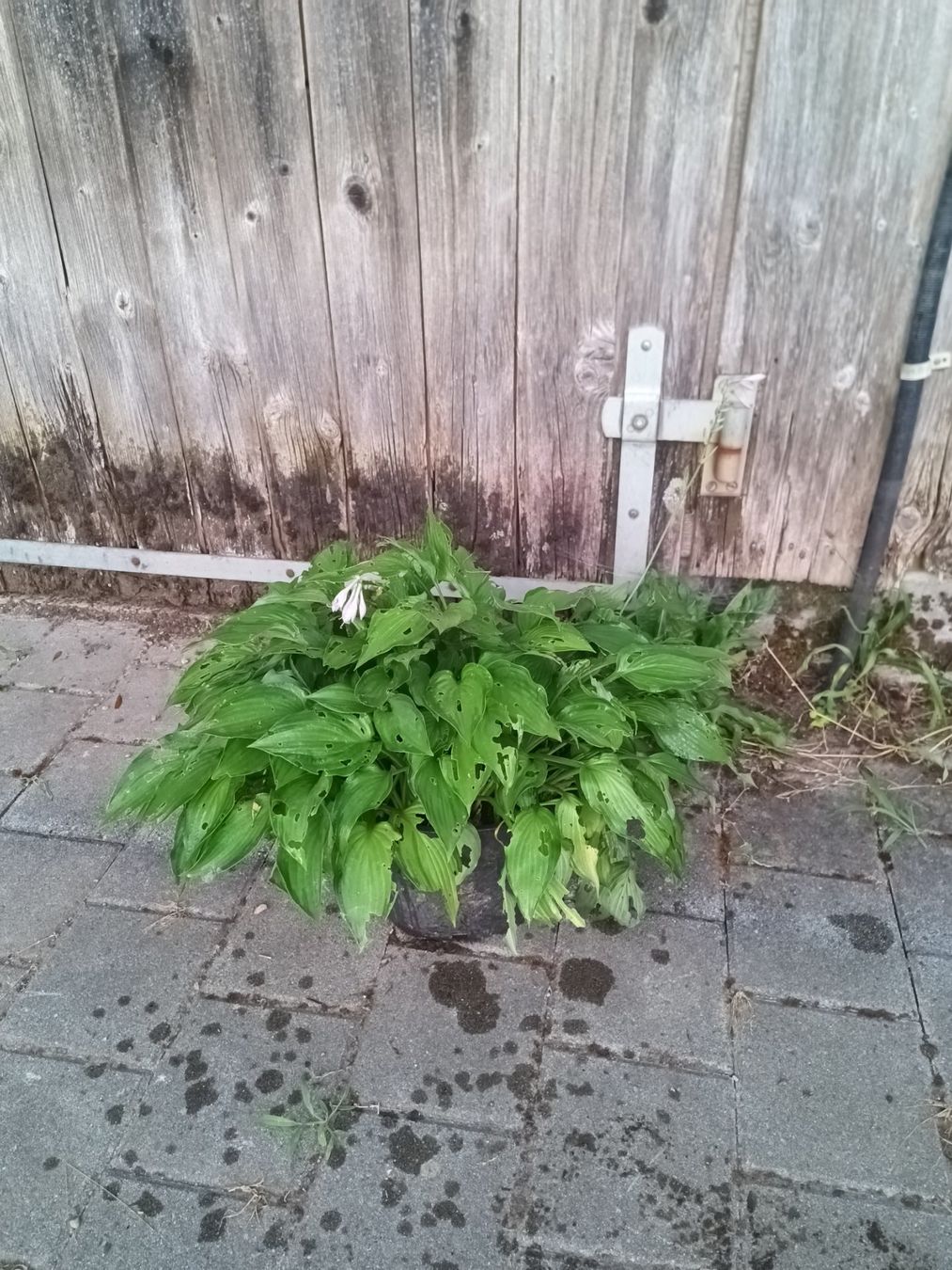 Pflanzen & Samen: Hosta – Gebraucht aus Zug von SirGoldFish