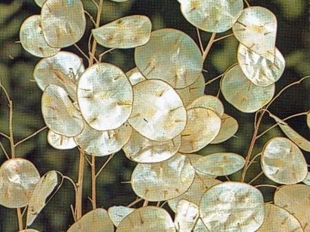 Piante & sementi: Monnaie du Pape lunaria 10g – Nuovo (secondo la descrizione) da Bremblens venduto da FIBONACCI369