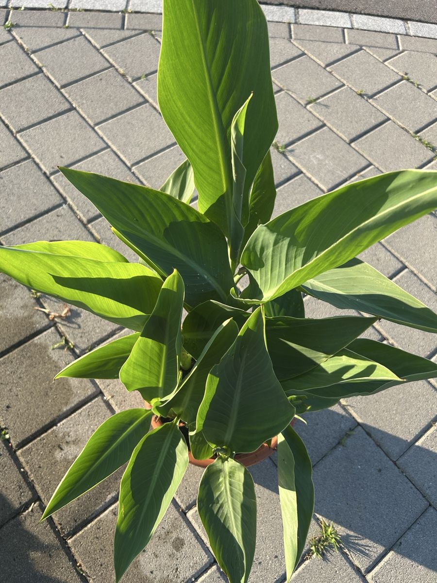Pflanzen & Samen: Pflanze Canna  – Neu (gemäss Beschreibung) aus Frauenfeld von Irene.Schuppli 4
