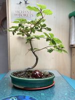 Bonsaï de Hêtre