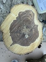 Fliederholz / Drechselholz frisch Preis/Kg