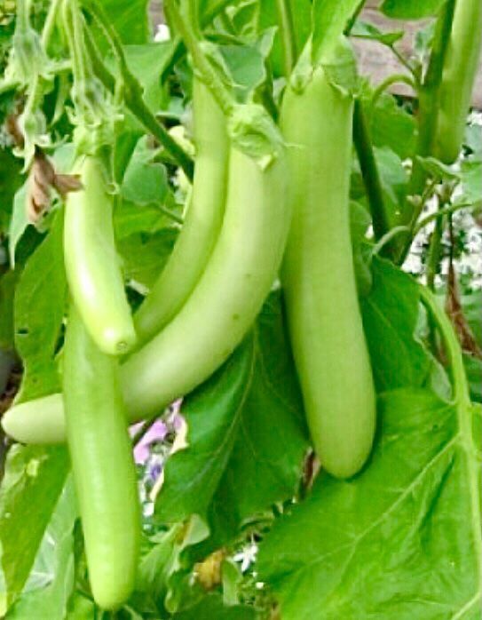 Piante & sementi: 10 SAMEN BIO Aubergine THAI LONG GREEN – Nuovo e nell'imballaggio originale da Rovio venduto da POSITIFFARTandPLANTS 6