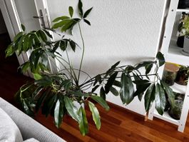 Thaumatophyllum goeldii (Philodendron goeldii) – XXL